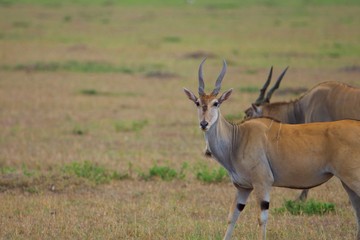 Naklejka na ściany i meble Eland Standing in savanna of masai mara, another eland on background , Kenya, Africa. Side view