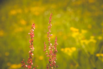 red wild flowers