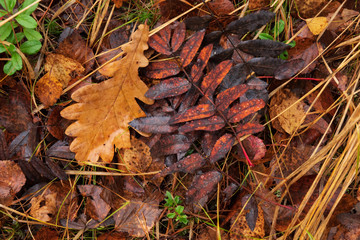 In the forest on the ground lie fallen autumn leaves. There are leaves of different colors from different trees. Autumn time. Background. Texture.