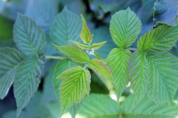 Raspberry leaves. Leaves of garden raspberries. Sheet texture. Beautiful greenery in the garden. 