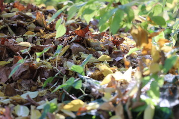 autumn in the forest, sunshine, beautiful leaves