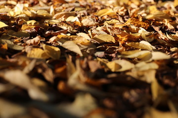 autumn in the forest, sunshine, beautiful leaves