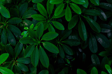 tropical leaf, abstract colorful leaf texture, nature background