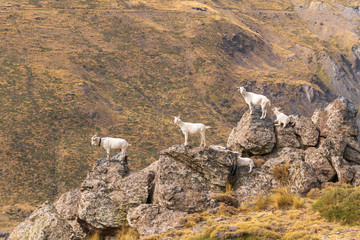 goats resting in the bush