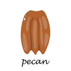 Pecan on white background in cartoon style.