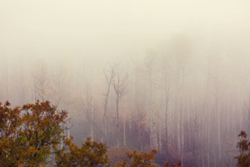 Fototapeta na wymiar Fog in autumn forest
