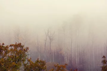  Fog in autumn forest © Galyna Andrushko