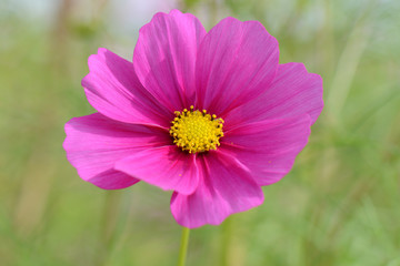コスモス