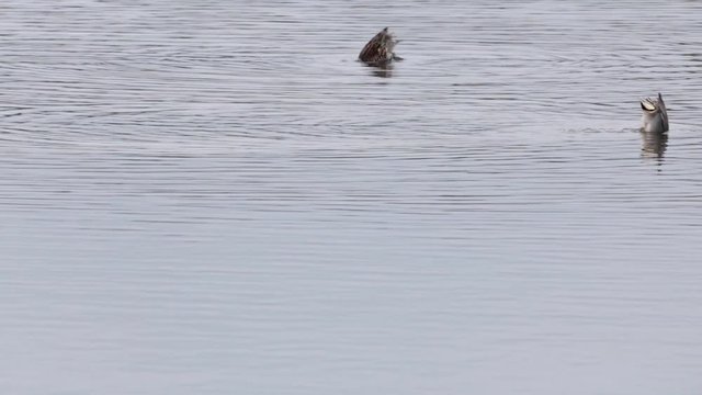 Funny Wigeon Wildfowl Birds Bobbing Into Rippling Still Water To Feed Copy Space