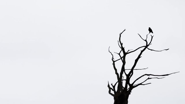 Black Carrion Crow Bird On Dead Tree Silhouetted, Isolated With Copyspace On Left
