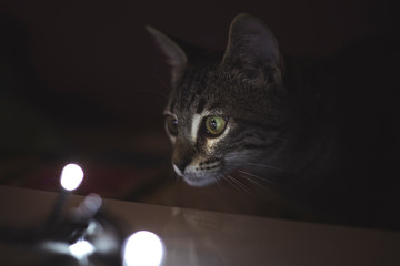 Gato gris mirando luces 