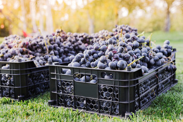 Baskets of Ripe bunches of black grapes outdoors. Autumn grapes harvest in vineyard on grass ready...
