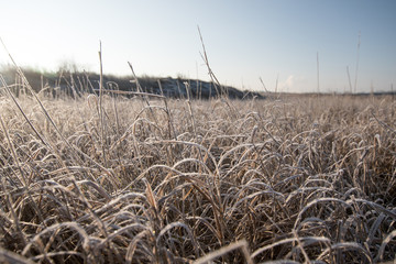 Fototapeta premium frozen grass
