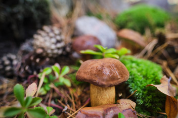 Mushrooms cut in the woods. Mushroom boletus edilus. Popular white Boletus mushrooms in forest.