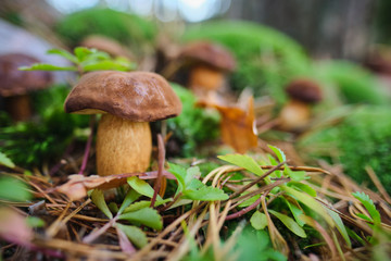 Mushrooms cut in the woods. Mushroom boletus edilus. Popular white Boletus mushrooms in forest.