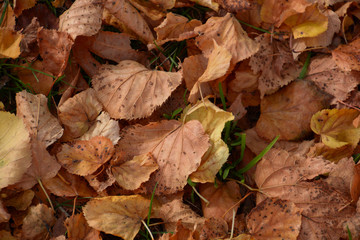 close-up of golden autumn foliage on meadow, Fallen Autumn Leaves backdrop