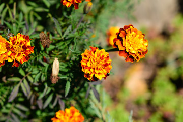Closeup of yellow and orange marigold flowers