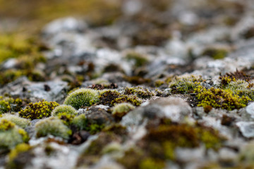 Closeup of  moss on stones. selective focus. camouflage background.