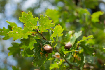 Obraz premium acorns hanging on the tree