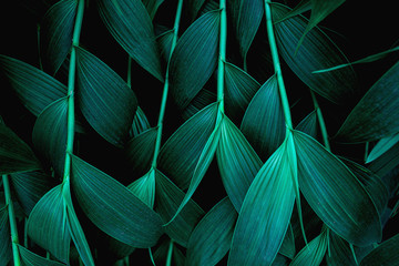 tropical leaves, abstract green leaves texture, nature background