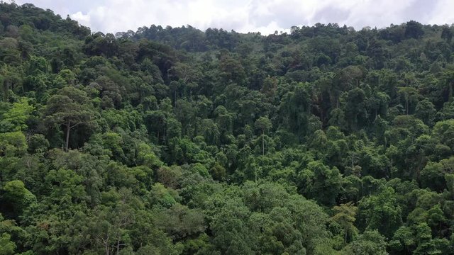 Aerial footage of rainforest in Southeast Asia 