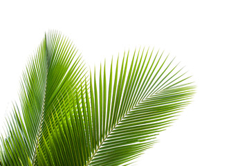 tropical coconut leaf isolated on white background, summer background
