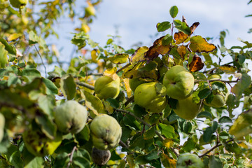 quinces on the tree