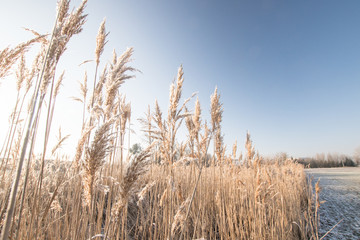 Fototapeta premium winter morning with frozen reed
