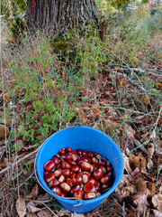 Autumn Chestnut Mood