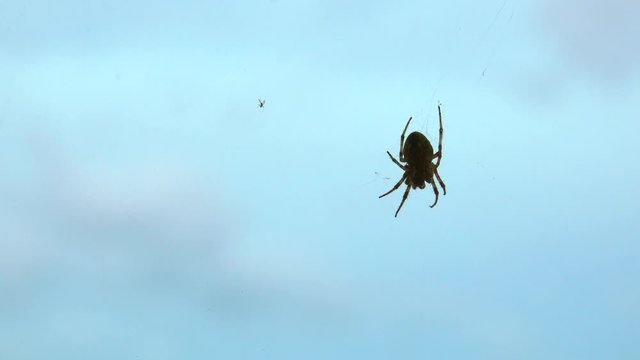 Spider and insect hanging in web. Silhouette with sky as background.