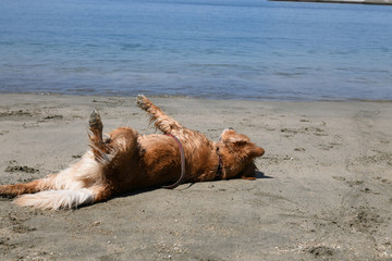 ゴロスリするゴールデンレトリーバー