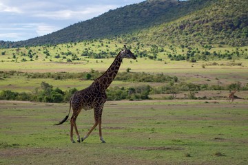 Giraffe Walking in the savanna of Masai Mara, Another giraffe & Beautiful hills on background,...