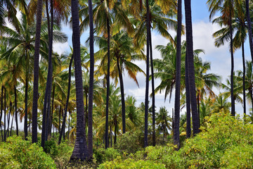 Obraz premium Zanzibar scenery, Tanzania, Africa
