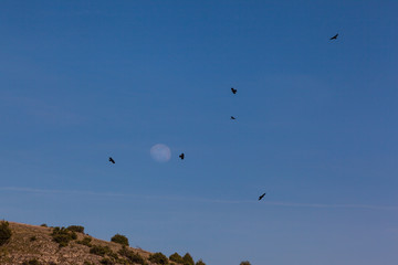 Fototapeta na wymiar Moon and eagles over Hoces del Duraton Gorges, Segovia. Spain