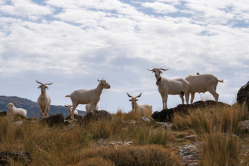 Obraz premium goats resting in the bush