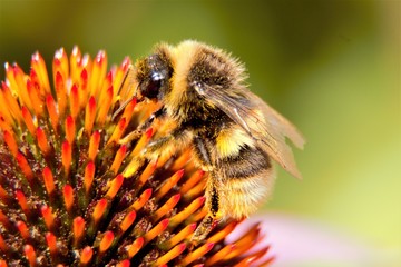 A Bumblebee feeding from/pollinating a flower.