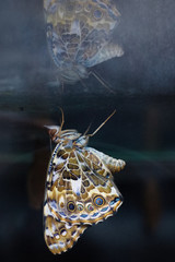 Schmetterlingsspiegel