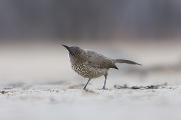 Arrow-marked babbler 