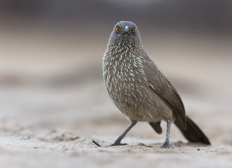 Arrow-marked babbler stare