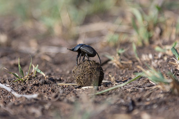 Dung beetle on dung ball