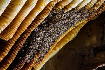 African honeybees on an open beehive