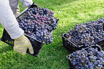 Man holds box of Ripe bunches of black grapes outdoors. Autumn grapes harvest in vineyard ready to...