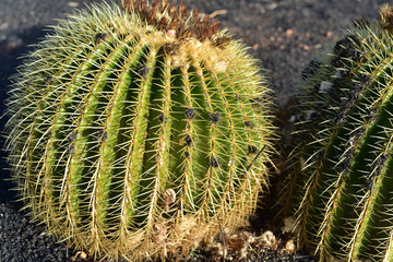 Big round cactus with yellow thorns, Lanzarote, Canary Islands, Spain