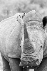 White rhino portrait with oxpecker 