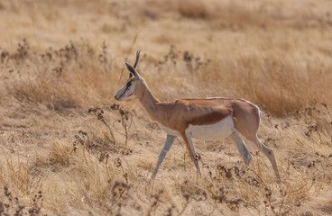 Single springbok in dry winter Kalahari grass