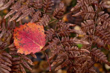 Fall season. A red aspen leaf lies on a withered brown leaf of fern. There are drops of water on the leaves. Background. Texture.