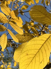 Beautiful beech canopy in park