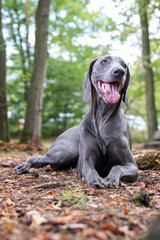 Weimaraner