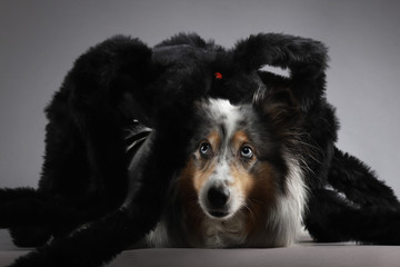 Sheltie Spinne Halloween