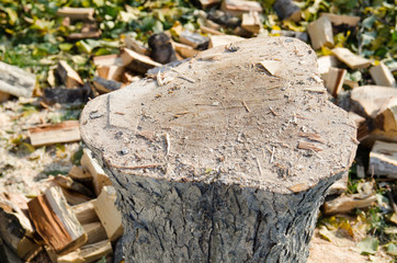 a cross-section of Apple tree in orchard close-up